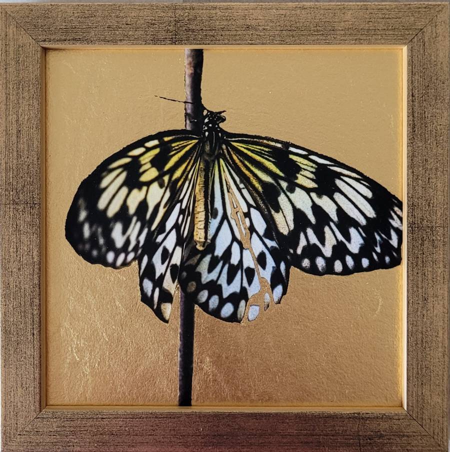 Papillon transformation